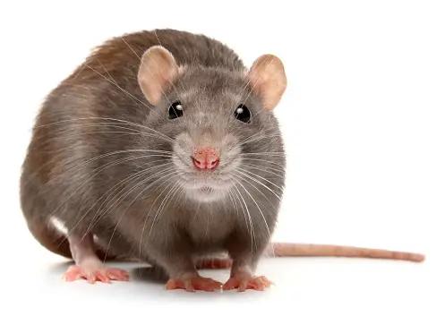 Rat